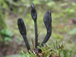 Black Earth Tongue, Trichoglossum hirsutum