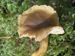 Trumpet Chanterelle, Craterellus tubaeformis