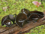 Hairy Black Cup, Pseudoplectania vogesiaca