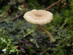 Heath Navel, Lichenomphalia ericetorum
