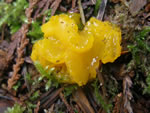 Orange Jelly, Dacrymyces palmatus