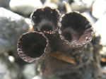 Fluted Bird's Nest, Cyathus striatus 