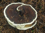 Dyer's Polypore, Phaeolus schweinizii