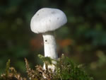 Aniseed Toadstool, Clitocybe odora