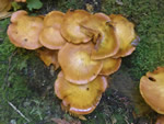 Big Laughing Mushroom, Gymnopilus spectabilis