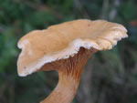False Chanterelle, Hygrophoropsis aurantiaca