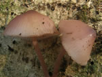 Clustered Collybia, Gymnopus acervatu