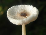 Stinking Dapperling, Lepiota cristata