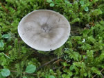 Western Grisette, Amanita pachycolea