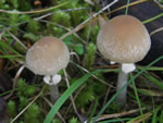 Ringed Psathyrella, Psathyrella longistriata