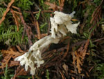 Wrinkled Club, Clavulina rugosa