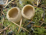 Elf Cup, Tarzetta cupularis