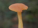 Goldgill Navalcap, Chrysomphalina chrysophyhlla
