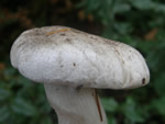 Tigertop, Tricholoma pardinum