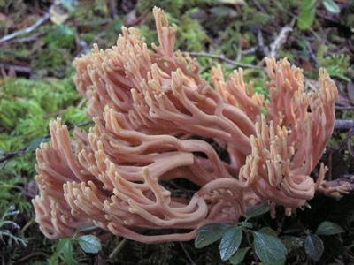 Coral Mushroom