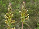Sickletop Lousewort, Pedicularis racemosa