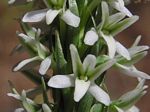 Seaside Rein-orchid, Piperia maritima