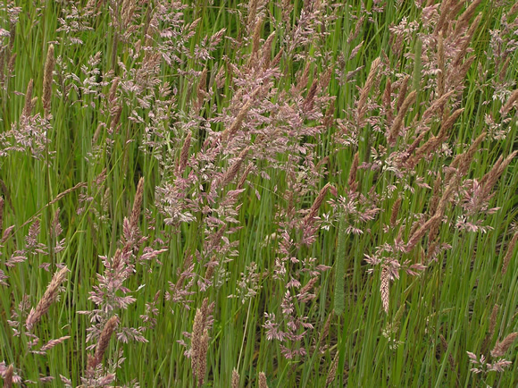Grasses in flower