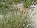 Beach Grass, Ammophila arenaria
