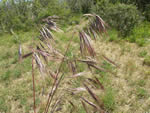 Cheat Grass, Bromus tectorum