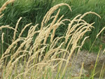 Reed Canary Grass, Phalaris arundinacea