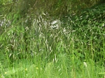 Semaphore Grass, Pleuropogon refractus 