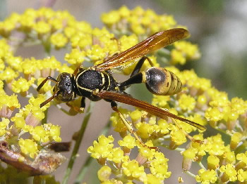 Yellow-legged Paper Wasp 