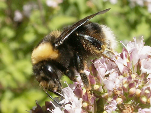Western Bumblebee