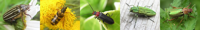 Coleoptera Montage