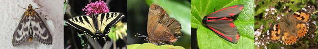 Lepidoptera Montage