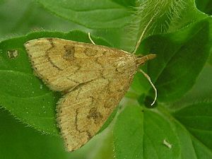 Celery Leaftier Moth, Udea rubigalis