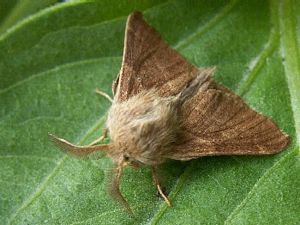 Forest Tent Caterpillar Moth, Malacosoma disstria 