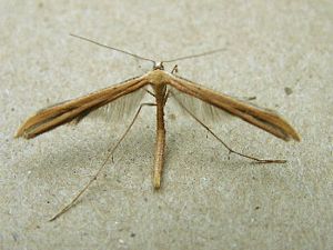 Plume Moth