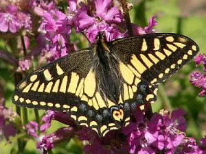 Anise Swallowtail, Papilio zelicaon