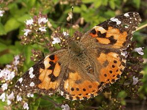 Painted Lady, Vanessa cardui