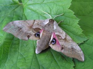 Cerisy's Sphinx Moth, Smerinthus cerisyi