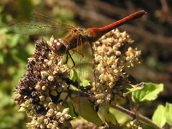 Striped Meadowhawk Dragonfly