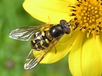 Dasysyrphus osborni (female)