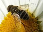 Eristalis arbustorum (female)