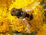 Eristalis arbustorum (male)