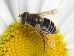 Eristalis latifrons (female)