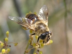 Drone Fly, Eristalis tenax (female)