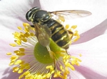 Hadromyia pulchra (female)