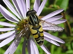 Helophilus fasciatus (female)