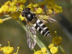 Melangyna umbellatarum (female)