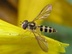 Meliscaeva cinctella, (female)