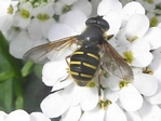 Sericomyia chrysotoxoides (female)