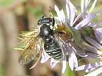 Sericomyia militaris (female)