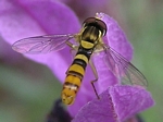 Sphaerophoria sp. (male)