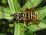 Spilomyia interrupta 